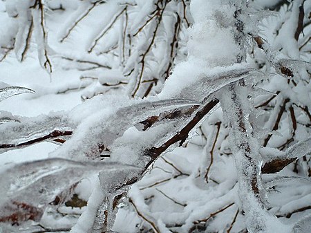 Ice covered trees in Muncie, Indiana MuncieIce.JPG