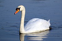 Mute swan (cygnus olor).JPG