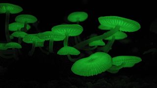 <i>Mycena chlorophos</i> species of fungus