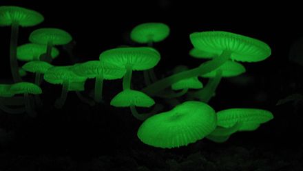 Гнилушки источник света. Мицена хлорофос. Биолюминесцентный гриб Mycena chlorophos. Mycena chlorophos гриб. Mycena LUXAETERNA.