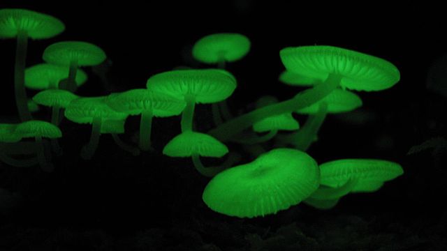 Mycena chlorophos, a bioluminescent mushroom