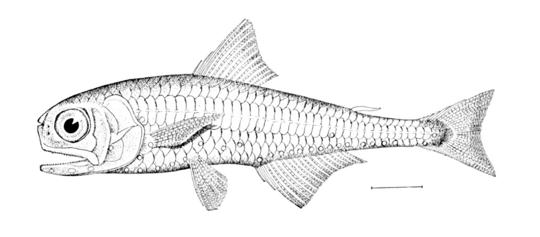 Dasyscopelus asper