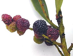 Fruit of a living Myrica, or firetree Myrica faya fruit.jpg