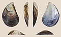 * Nomination Right valve of a Mediterranean mussel, Mytilus galloprovincialis dilatatus --Llez 05:17, 25 April 2022 (UTC) * Promotion  Support Good quality. --Tournasol7 06:49, 25 April 2022 (UTC)