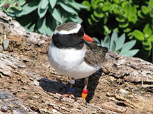 NZ Shore Regenpfeifer männlich.JPG