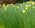 Narcissus hispanicus