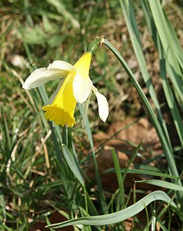 Wilde narcis