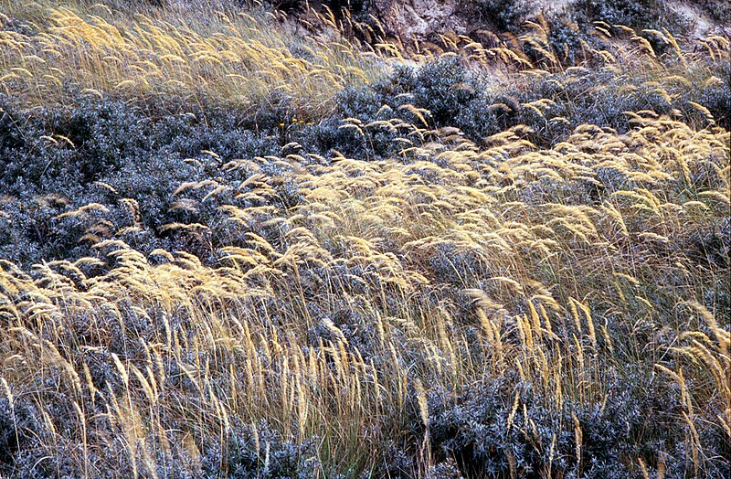 File:Nationaal Park Zuid-Kennemerland grass.jpg