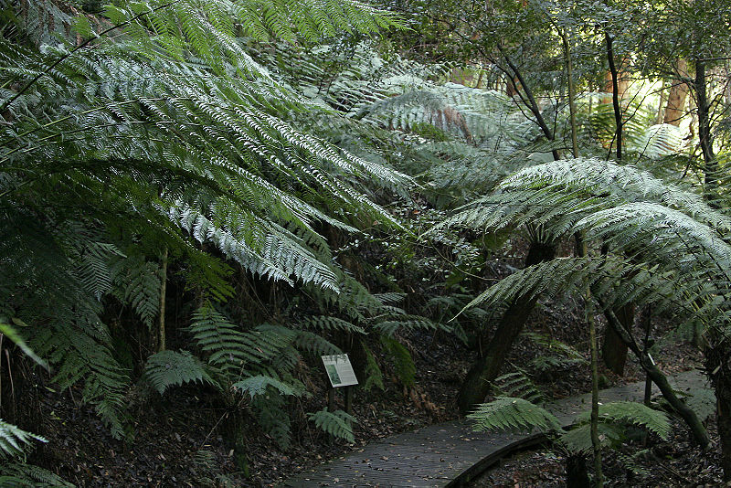 File:National botanical gardens rainforest tour.jpg