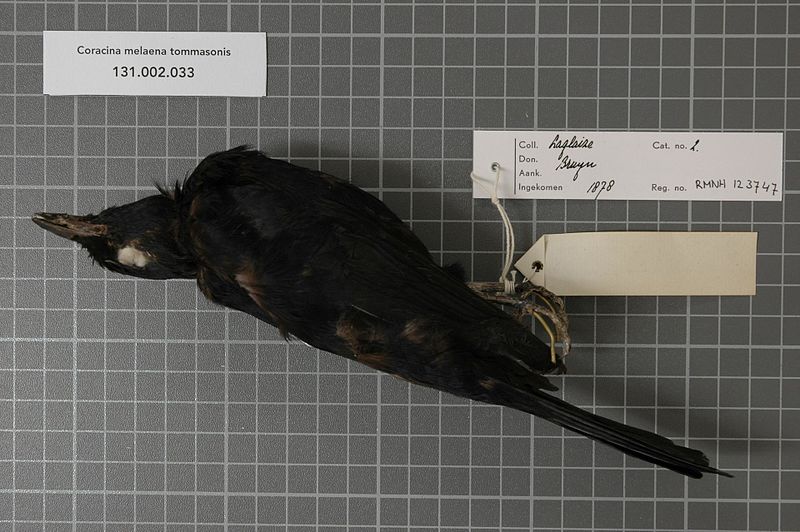 File:Naturalis Biodiversity Center - RMNH.AVES.123747 2 - Coracina melaena tommasonis (Rothschild & Hartert, 1903) - Campephagidae - bird skin specimen.jpeg