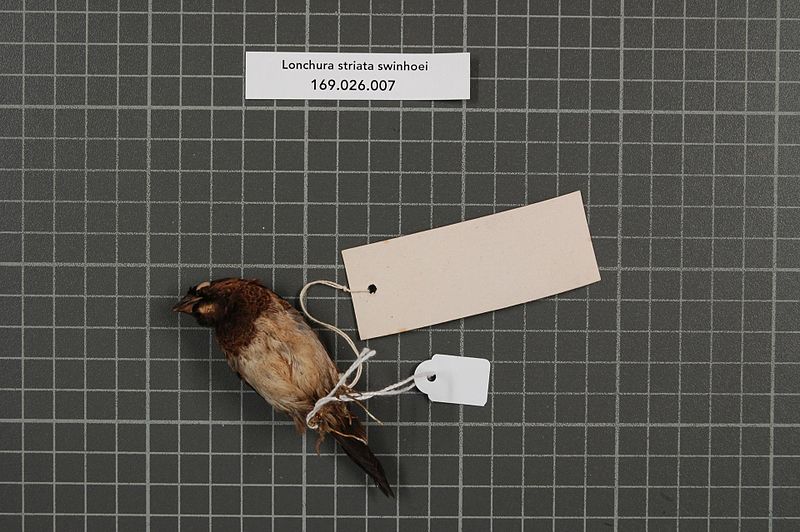 File:Naturalis Biodiversity Center - RMNH.AVES.160885 2 - Lonchura striata swinhoei (Cabanis, 1882) - Estrildidae - bird skin specimen.jpeg