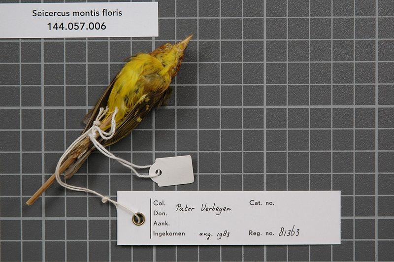 File:Naturalis Biodiversity Center - RMNH.AVES.81363 2 - Seicercus montis floris (Hartert, 1897) - Sylviidae - bird skin specimen.jpeg