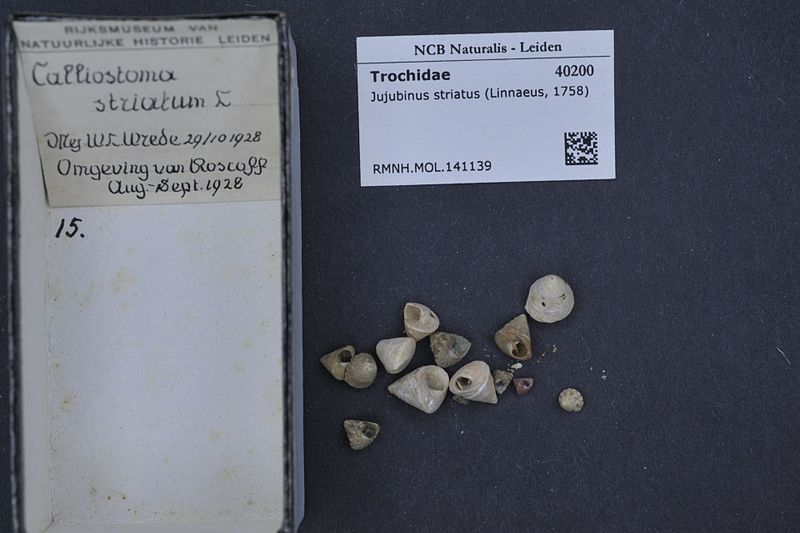 File:Naturalis Biodiversity Center - RMNH.MOL.141139 - Jujubinus striatus (Linnaeus, 1758) - Trochidae - Mollusc shell.jpeg