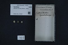 Naturalis Bioxilma-xillik markazi - RMNH.MOL.150367 - Neritilia succinea (Récluz, 1841) - Neritiliidae - Mollusc shell.jpeg