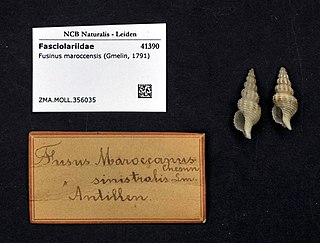 <i>Fusinus maroccensis</i> Species of gastropod