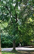 Zürgelbaum Luitpoldpark