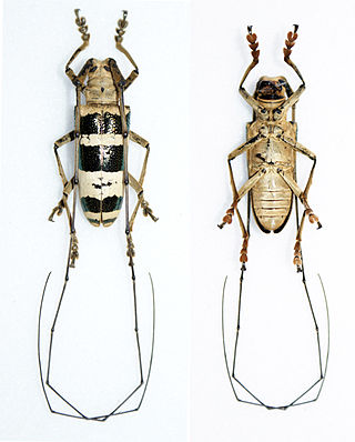 <i>Nemophas ramosi</i> Species of beetle