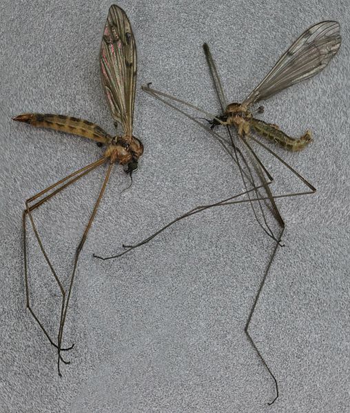 File:Neolimonia dumetorum male & female, Farchynys, North Wales, May 2014 (16707570564).jpg