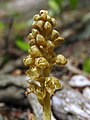 Neottia nidus-avis Germany - Ungeheuerklamm