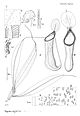 Nepenthes abgracilis botanical illustration.jpg