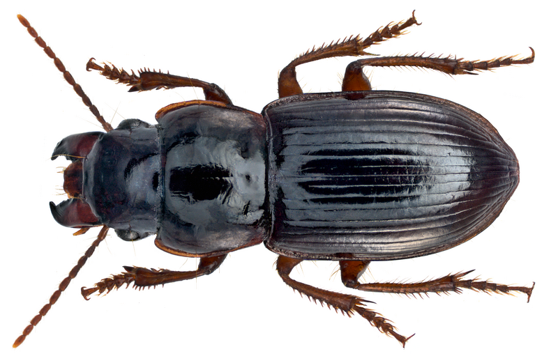 File:Nesarpalus fortunatus (Wollaston, 1863) (16135642562).png