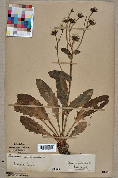 File:Neuchâtel Herbarium - Hieracium amplexicaule - NEU000014731.jpg