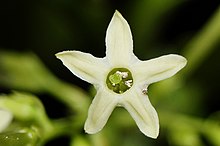 Flor de jasmim florescendo à noite.