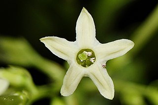 <i>Cestrum nocturnum</i> species