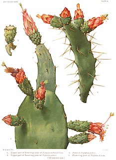 <i>Opuntia auberi</i> Species of cactus