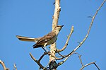 Thumbnail for File:Northern Mockingbird alone.jpg