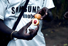 A local tour guide showing a nutmeg to visitors in Kizimbani's spice farm Nutmeg in kizimbani zanzibar.jpg