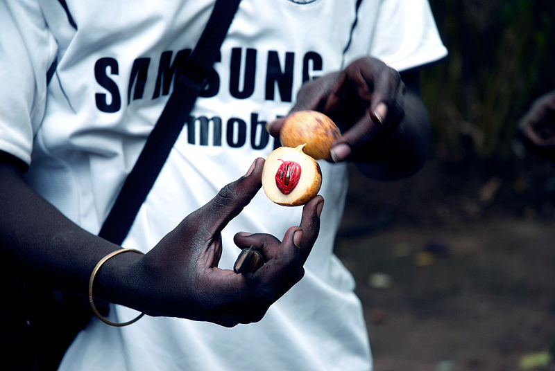 File:Nutmeg in kizimbani zanzibar.jpg