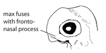 Standard Event System character depiction O6. Maxillary process posterior to eye (G01f).png