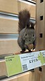 Stuffed Hokkaido squirrel in Okhotsk Museum Esashi