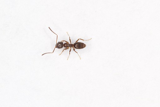 Odorous house ant (18051578232)