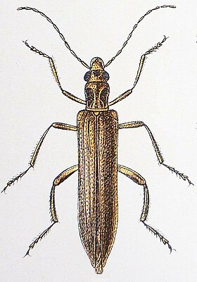 Oedemera femoralis femoralis according to Reitter