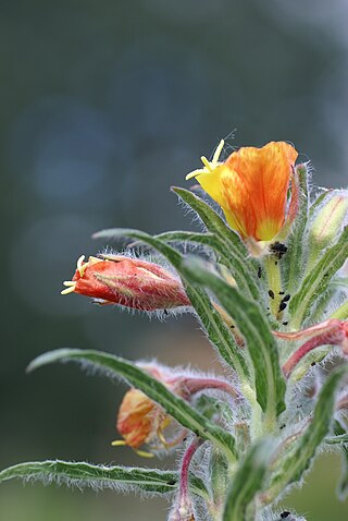 <i>Oenothera versicolor</i> Species of flowering plant