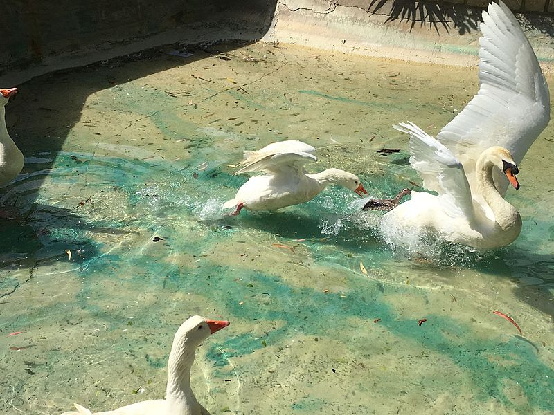 File:Oies - إوز - gooses photo1.jpg