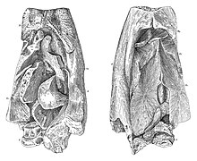 Omphalosaurus Holotype.jpg