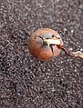 * Nomination: Bottom acorn of an oak tree with root germ (Quercus robur). Famberhorst 16:06, 5 January 2016 (UTC) * * Review needed