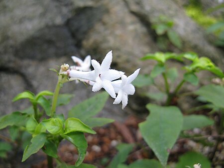 Ophiorrhiza_japonica