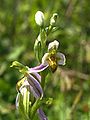 Ophrys apifera var. trollii