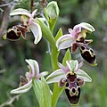 Ophrys umbilicata subsp. umbilicata