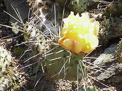 Opuntia humifusa1.jpg