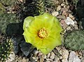 Opuntia polyacantha, Opuncja wielociernista, 2013-06-23