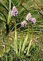 Orchis italica Spain - Mallorca