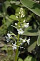 Orchis quadripunctata alba form inflorescence Creta - Gerakari