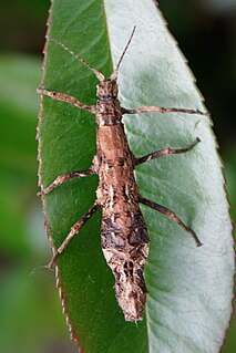 <i>Orestes dittmari</i> Species of stick insect