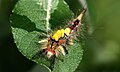 Orgyia anitiqua caterpillar