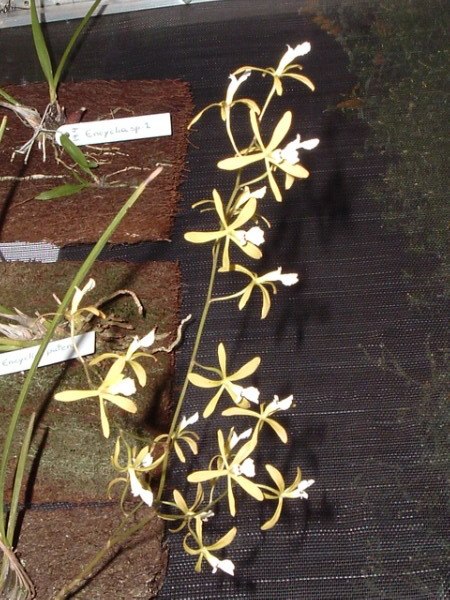 Encyclia flava